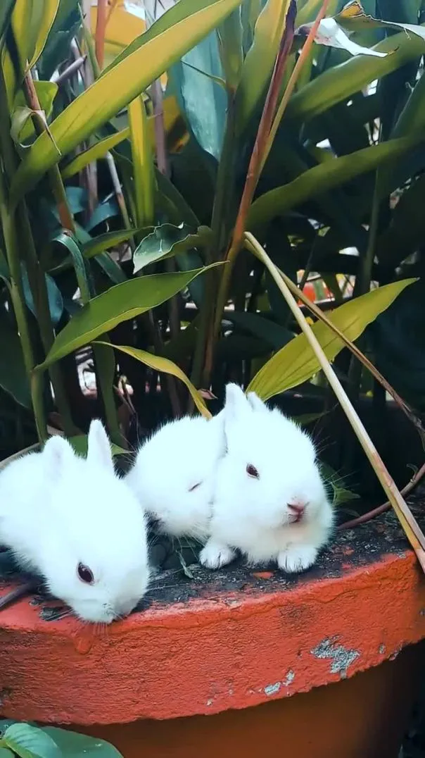 Assista Coelhos - Shorts populares