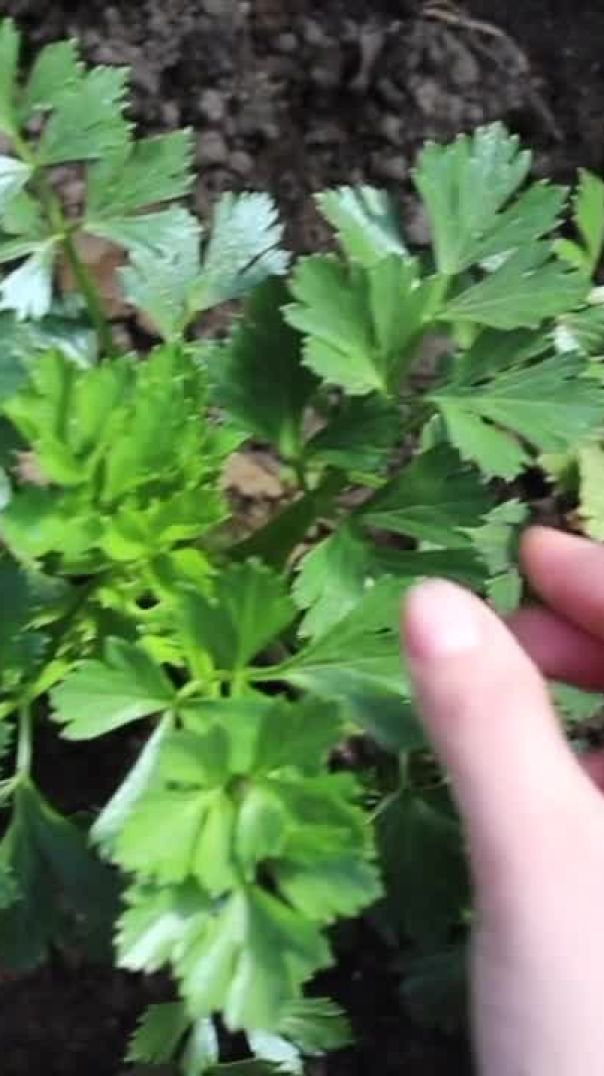 Horta Caseira: Guia Completo para Cultivar Alimentos Orgânicos em Casa