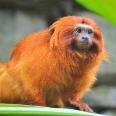 NossoPet avatar