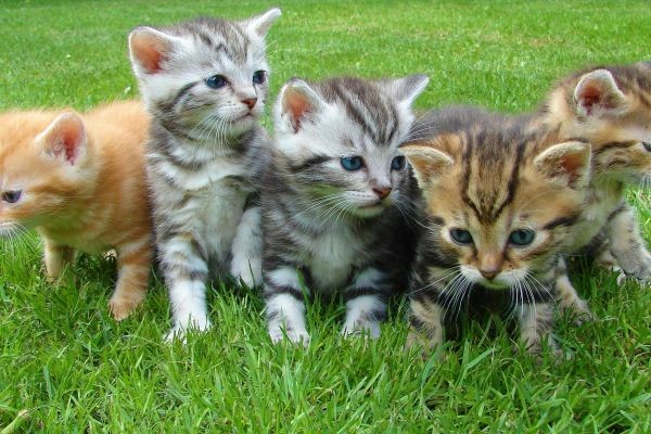 Gatos: Dicas, Cuidados e Curiosidades para Amantes de Felinos