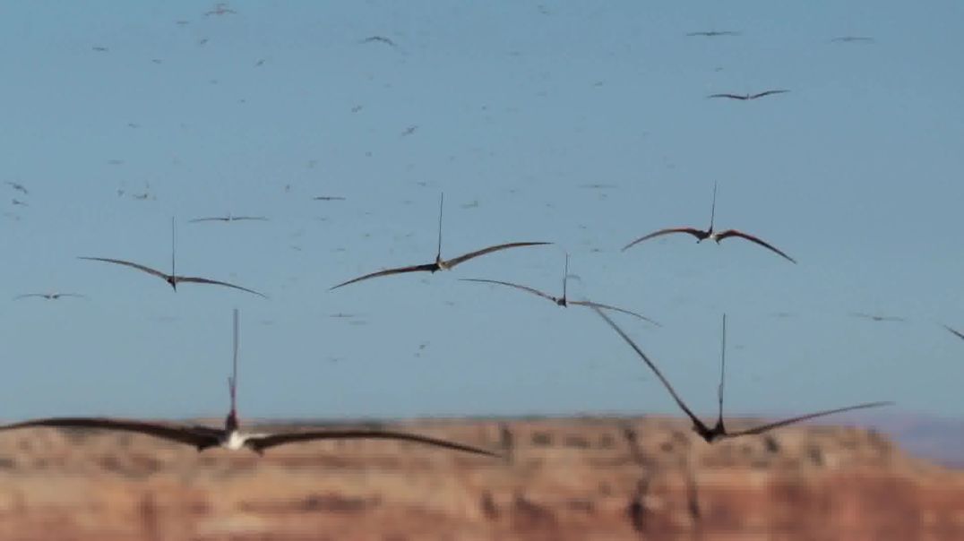 O Reino do Gelo: Planeta Pré-Histórico - 1ª Temporada, Episódio 2 (Dublado) - Desertos de Gelo!