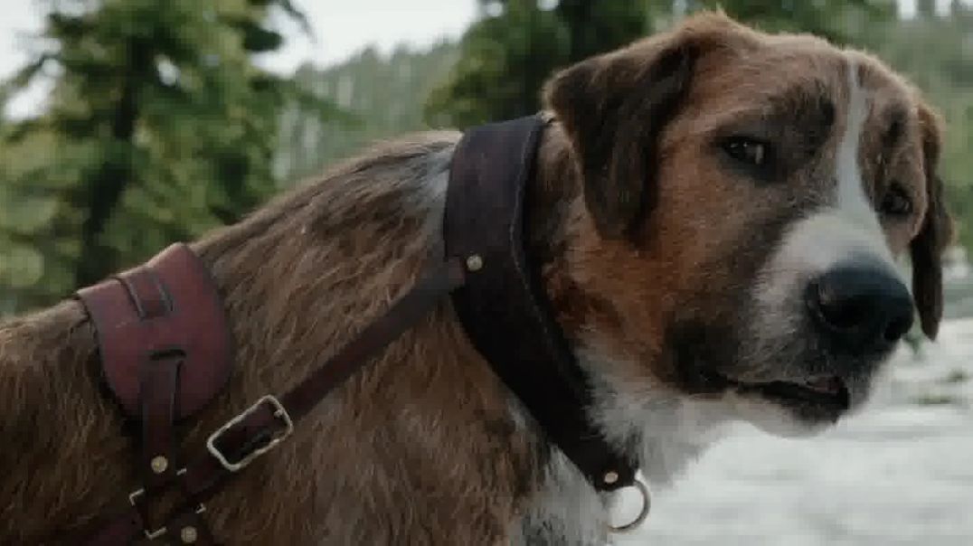 O Chamado da Floresta (2020): Assista Online | Aventura Emocionante com Harrison Ford